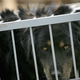 Image for article titled China To Ban Consumption Of Cats & Dogs? • Ayla Brown: Single And Looking